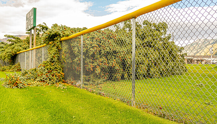 Chain Link Fence Gardens